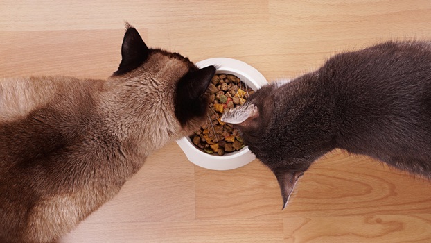 cibo gatto testiamo